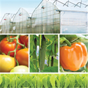 Cultures maraîchères en serre, Bulletin d'information No 3 : Compatibilité des pesticides avec la lutte biologique en serre