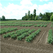 Évaluation de différents engrais verts pour diminuer l'inoculum du sol de certaines maladies telluriques dans la pomme de terre.