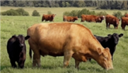 Chapitre 4. Génétique - La production vache-veau, 3e édition