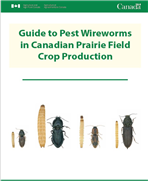Guide to pest wireworms in Canadian Prairie field crop production