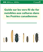 Guide sur les vers fil-de-fer nuisibles aux cultures dans les Prairies canadiennes