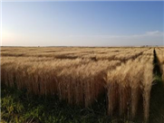 Une nouvelle lignée de blé dur présentant une résistance intermédiaire à la fusariose constitue une première au Canada et dans le monde