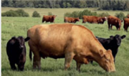  Chapitre 11. Gestion d'élevage - La production vache-veau, 3e édition