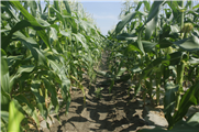 Démonstration d'alternatives aux herbicides à risque élevé pour la santé et l'environnement dans la culture du maïs sucré (rapport final)