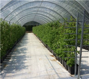 ADAPTATION DE LA PRODUCTION DE FRAMBOISES LONGUES CANNES SOUS GRANDS TUNNELS AFIN DE RÉPONDRE AUX NORMES BIOLOGIQUES
