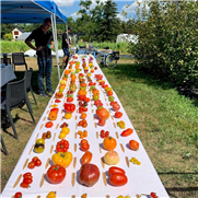 Guide pour les fermes biologiques sur l'amélioration génétique des plantes maraîchères