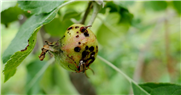 Utilisation de nématodes entomopathogènes contre les charançons en verger de pommiers (Fiche synthèse)