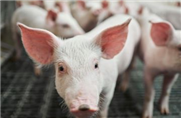 Découverte d’un anticorps qui permet de traiter l’E. coli chez les porcs en vue d’améliorer la santé du bétail et l’innocuité pour les humains