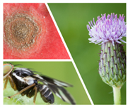 Gestion intégrée du ver-gris occidental du haricot : que savons-nous?