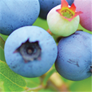 Bleuet nain, Bulletin d'information No 1 : Mouche du bleuet : recommandations de biosécurité
