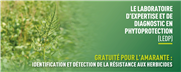 Tarif 2022 du LEDP : Identification et détection de la résistance aux herbicides pour l'amarante