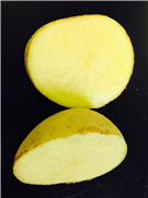 Résultats du projet "Préserver la biosécurité des zones de culture protégée nordiques à l’aide des variétés de pommes de terre du CRPTQ"