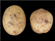 Étude de la biologie de la dartrose de la pomme de terre au Québec et des facteurs favorisant son développement