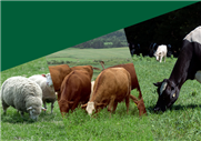 Les productions bovine et ovine et les défis au pâturage - Webinaires INPACQ Pâturage à la ferme