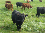 Production bovine: Produire du fourrage avec moins d’intrants
