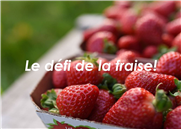 Le défi de la fraise: produire un fruit rouge, sans être dans le rouge!