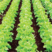 Laitue et chicorée, Avertissement No 6, 16 juin 2022