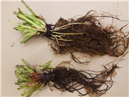 Évaluation d'un système de culture hors sol en plein champ pour lutter contre les maladies racinaires et du collet dans la culture de la fraise.