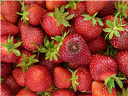 FICHE SYNTHÈSE - Évaluation des mini-tunnels comme méthode de lutte contre l'anthracnose et la drosophile à ailes tachetées dans la culture de la fraise