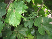 Management of grape leafhoppers
