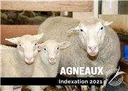 Indexation 2021 - Coût de production Agneaux