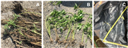 Évaluation des deux méthodes de gestion de plantes d’amarante tuberculée (Amaranthus tuberculatus (Moq.) J.D. Sauer) arrachées à la main : solarisation et enfouissement