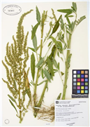 Guide de surveillance de l'amarante tuberculée