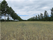 Synthèse de la recherche sur les systèmes  agroforestiers intercalaires à la Ferme Bertco