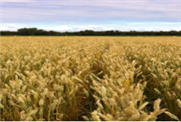 Impact des céréales d'automne sur la rentabilité, l'amélioration de la santé du sol et la réduction de l'usage des pesticides par rapport aux céréales de printemps