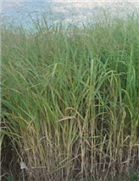 Rapport final des activités 2021-2022 du Réseau des plantes bio-industrielles du Québec (RPBQ)