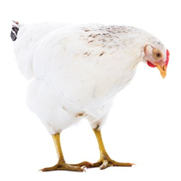 Guide La garde de poules - Ville de Québec