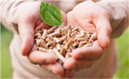 Inventaire de la biomasse disponible pour produire de la bioénergie et portrait de la production de la bioénergie sur le territoire québécois