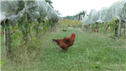 Fiche technique : Utilisation de filets d’exclusion des insectes dans la vigne