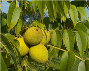Variation génétique entre 54 cultivars de noyer noir de l’Est pour les caractères phénologiques et morphologiques