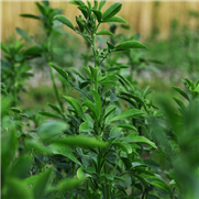 Fiche 7 : Quels facteurs causent la mortalité de la luzerne pendant la période froide?