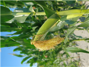 Réseau d'essais participatif en grandes cultures biologiques: Essais de performance d’hybrides de maïs-grain au Québec 2022