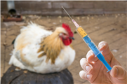 Des pistes de solution pour réduire l’antibiorésistance en production animale