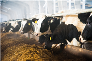 Améliorer le confort et le bien-être des vaches laitières