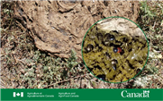 Ces bestioles qui raffolent de la bouse : introduction à l'écologie, à la biologie et à  l'identification des insectes présents dans la bouse des bovins en pâturage au Canada