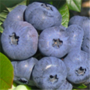 Bleuet en corymbe, Fiche technique : Larves des fruits verts dans le bleuet en corymbe