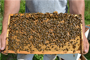 Apiculture - Chronique No 35 - 2 juin 2023