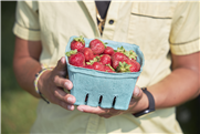 Produire des fraises tout aussi savoureuses, mais plus résistantes aux maladies grâce aux rayons ultraviolets