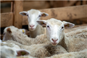Réseau petits ruminants - Bulletin zoosanitaire : fièvre catarrhale du mouton (octobre 2015)