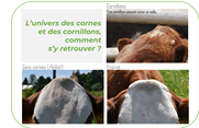 L'univers des cornes et des cornillons, comment s'y retrouver?