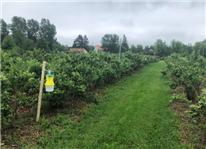 Piéger ou ne pas piéger le scarabée japonais ?