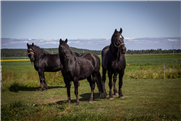 Avis de vigilance - herpèsvirus équin type 1 forme nerveuse propriétaires de chevaux 2024-01-09
