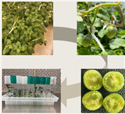 Résultats du projet - Création de lignées diploïdes de pommes de terre avec un profil aromatique unique
