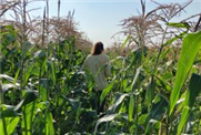 Fiche synthèse - Changements dans l'importance des ravageurs lépidoptères dans le maïs sucré au Québec