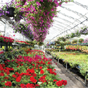 Cultures ornementales en serre, Avertissement No 4, 19 mars 2024