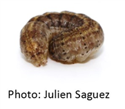 Projet sur le Ver-gris moissonneur - Rapport saison 2023